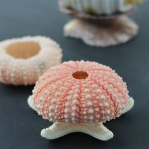 天然粉色海胆壳 迷你小海胆夜灯材料 创意地台橱窗装饰海螺贝壳