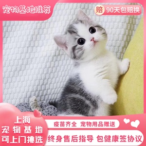 上海出售，纯种美短猫，美国的短毛猫，美短加白起司猫，上门挑选