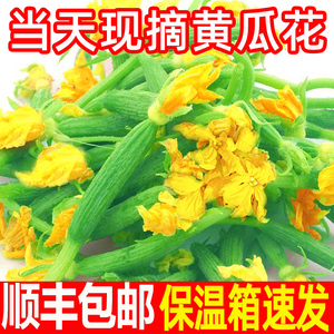 新鲜小黄瓜花3斤当季鲜嫩迷你青瓜苗顶花西餐厅特产蔬菜整箱包邮