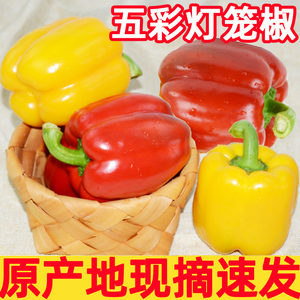 新鲜彩椒甜椒5斤七彩辣椒寿光蔬菜五彩椒太空椒青椒新鲜蔬菜包邮