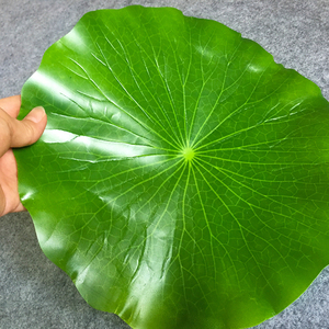 仿真荷叶餐厅菜肴装饰摆盘绿色叶子塑料芭蕉叶水果树叶垫道具荷花
