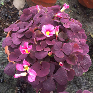 酱紫花 酱紫花品牌 价格 阿里巴巴 酱紫花 酱紫花品牌 价格 阿里巴巴