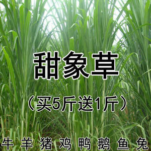 台湾甜象草种籽孑多年生牧草四季黄竹草种养殖畜牧种节田象草种子
