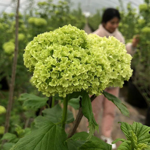 欧洲木绣球玫瑰木本绣球耐寒植物观花观叶植物庭院花园盆栽地栽