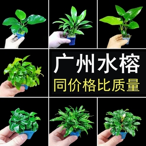 水榕水草鱼缸造景植物真草绿植新手好养活懒人阴性绿植淡水小沉木