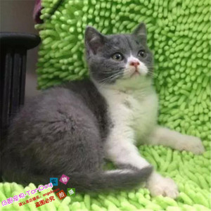 纯种猫英短蓝白活体幼猫正八字脸英国短毛猫小猫宠物猫出售g