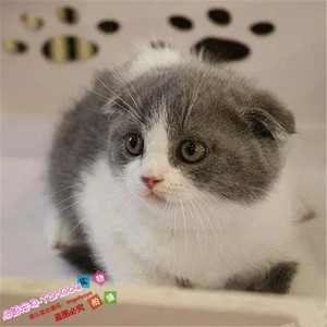 出售活体英国短毛猫纯种正八字脸折耳猫蓝白英短幼猫家养宠物猫g