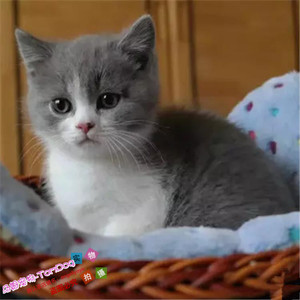 英短蓝猫蓝白猫活体纯种活体宠物猫加白幼猫正八字包子脸e
