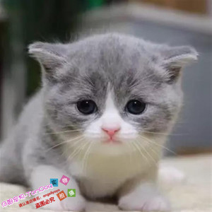 出售纯种英国短毛蓝白猫宠物猫幼猫活体英短蓝白正八字脸g