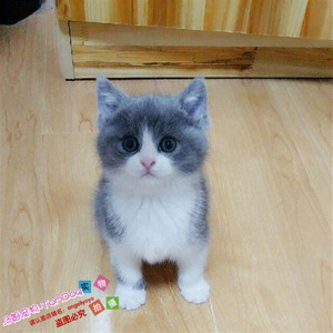 英短蓝猫蓝白纯种活体宠物猫英国短毛猫幼猫正八字包子脸种公g