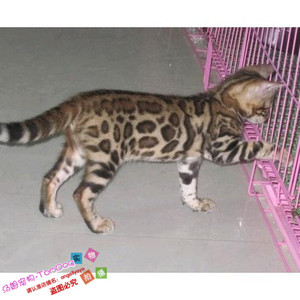 出售赛级宠物活体小猫咪纯种宠物猫孟加拉豹猫幼猫幼崽包健康g