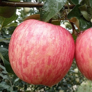 红富士苹果水果10斤新鲜山东栖霞特产脆甜烟台苹果当季带整箱十