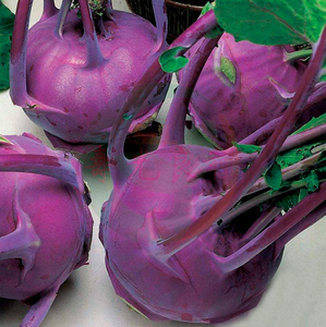 蔬菜种子紫苤蓝种籽结球甘蓝结头菜杂交早熟扁球形甜脆荷兰特色