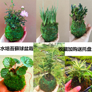 苔玉 淘宝拼多多热销苔玉货源拿货 阿里巴巴货源