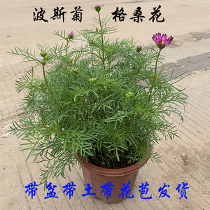 波斯菊盆栽格桑花卉绿植物阳台庭院好养绿化工程园林苗喜阳带花苞