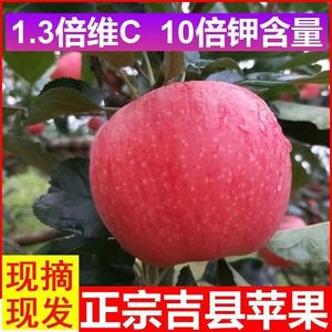 山西吉县壶口自家种植苹果，新鲜甜脆，产地直发孕妇可食用