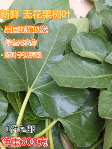 现货山东新鲜无花果树叶子现剪现发无花果鲜叶茎枝汁包邮