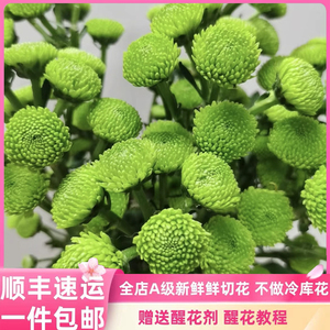 抹茶小雏菊鲜花A级绿森林云南直发绿色系小菊花瓶插花水养鲜切花