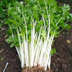 四季白芹菜种籽四川白杆白梗芹菜种孑本地实心小香芹菜籽种蔬菜子
