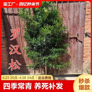 罗汉松树苗盆景小叶雀舌室外庭院盆栽地栽大造型树桩绿化植物种植