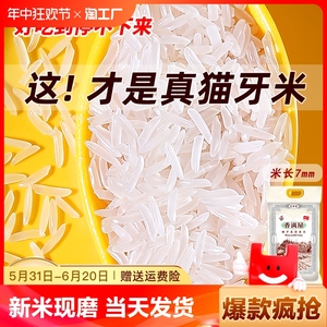 猫牙米泰国香米长粒香大米2024年新米丝苗米煲仔饭专用米10斤5kg