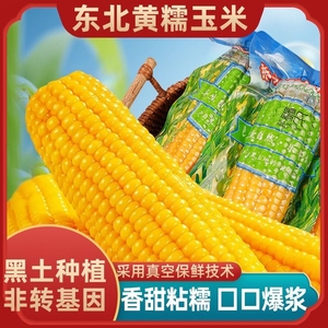 东北糯玉米新鲜黄玉米棒有机粘黏低脂真空包装大棒苞米软甜玉米