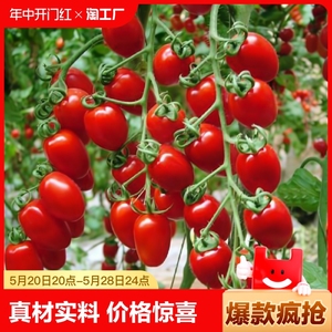 瀑布小番茄种子千禧樱桃西红柿种籽苗四季播黄蔬菜种孑种植阳台