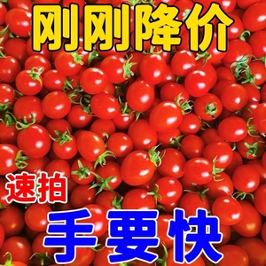 广西新鲜千禧圣女果西红柿小柿子小番茄樱桃当季特产水果蔬菜整箱