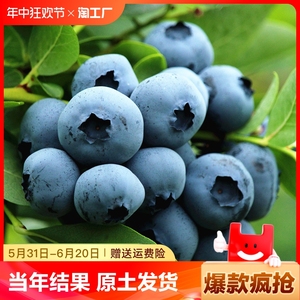 蓝莓树果苗南北方种植绿宝石薄雾四季结果兔眼特大盆栽蓝莓果树苗
