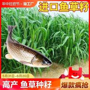 苏丹草种子养鱼专用草种高丹王草种籽牧草鱼草种籽四季玉米高粱