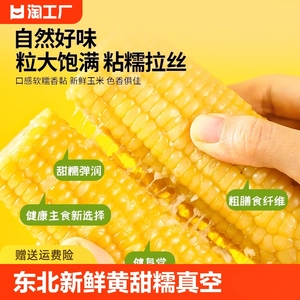 东北新鲜黄糯粘玉米甜糯玉米棒健康代餐非转基因大棒真空包装220g