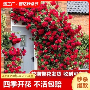 6大苗蔷薇花苗藤本月季花爬藤植物四季开花卉室外庭院1米带花易活