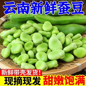 现摘新鲜蚕豆5斤农家带壳生蚕豆罗汉豆兰花胡豆佛青豆荚云南蔬菜