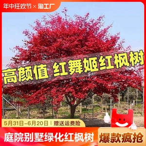 红枫树苗中国红庭院别墅日本红舞姬盆景园林绿化植物苗木抗寒矮化