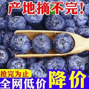 山地高原新鲜蓝莓王鲜果盒装应当季水果现摘孕妇整箱单盒70g包邮