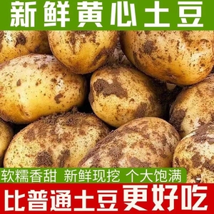 7黄皮大土豆马铃薯大洋芋新鲜蔬菜黄皮黄心产地直发