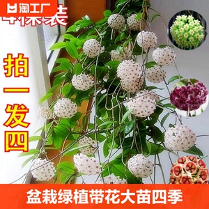 球兰盆栽绿植带花大苗四季开花卉室内爬藤绿叶心叶植物吊兰卷阳台