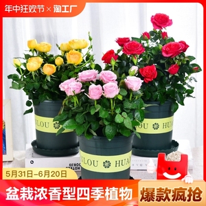 玫瑰花苗盆栽带花苞小月季花开花四季花卉植物室内客厅品种阳台