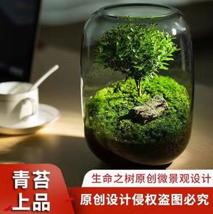 【生命之树】创意桌面苔藓微景观成品盆景好养鲜活绿植生态瓶盆栽