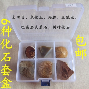 天然六种古生物化石套盒礼品装收藏摆件三叶虫海胆菊石笔石太阳贝