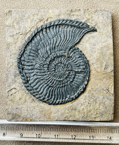 菊石化石多瘤粗菊石特产古生物科普礼物摆件 清修原石天然海洋