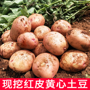 云南现挖红皮黄心土豆新鲜包邮高原特产中号土豆马铃薯洋芋蔬菜