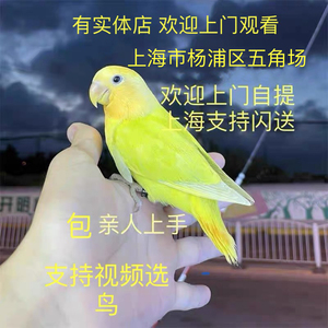 上海幼鸟活体鸟亲人牡丹鹦鹉面类纯手养包纯鹦鹉爱情鸟包养活半毛