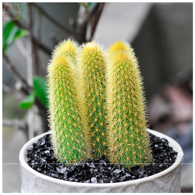 多肉植物黄金钮黄金条猴尾柱仙人指开花仙人球防辐射仙人掌小千福