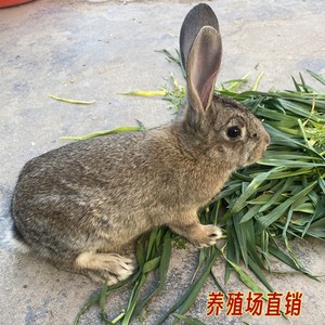 兔活物大型肉兔一对起包邮白兔大兔种兔可食用家养比利时幼兔活体