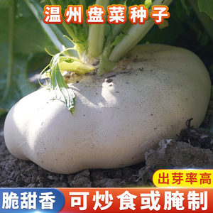 温州盘菜种籽特产白玉盘菜种子芥菜腌菜大头菜南方秋后蔬菜种子