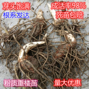 云南滇重楼名贵中药材种植七叶一枝花重楼独脚莲 华重楼种苗直销