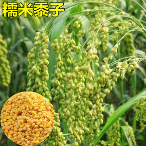糯米黍子种子 年糕粽子种子谷子黄小米杂粮种籽春秋蔬菜种孑苗