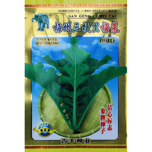 梅菜种子种籽广东梅州甜芥菜做梅干菜腌咸菜秋冬季种植耐寒蔬菜孑