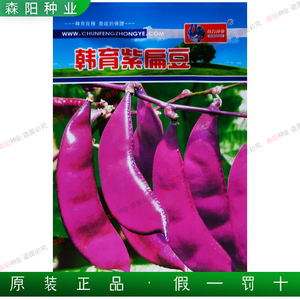 韩育紫扁豆种子早熟耐热高产春秋季红花肉扁豆阳台庭院搭架蔬菜籽